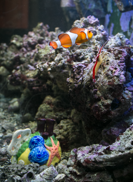 Coral Reef Expedition