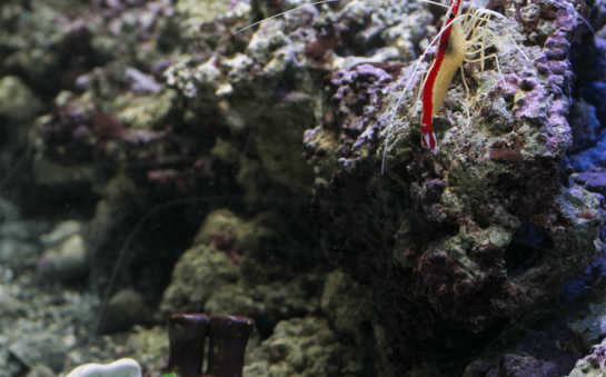 Coral Reef Expedition