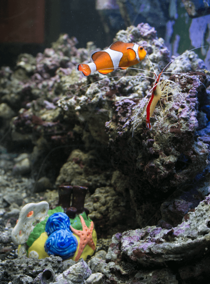 Coral Reef Expedition